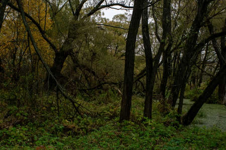 landscape on a cloudy autumn day, central Russia