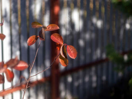 red leaves on trees in the garden, in autumnの写真素材
