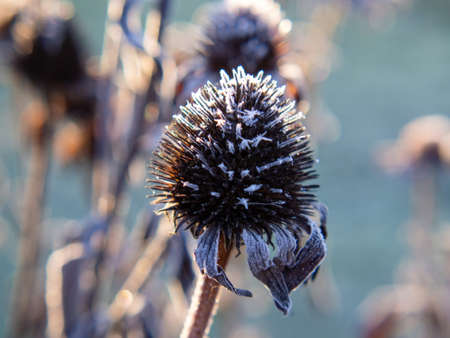 frost on plants on a clear morning, in autumn