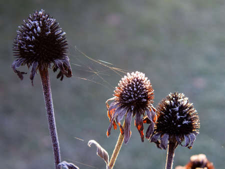 frost on plants on a clear morning, in autumnの写真素材