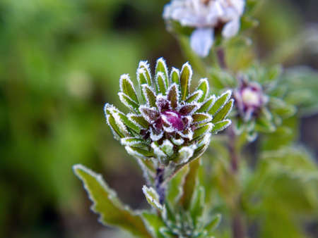 frost on plants on a clear morning, in autumnの写真素材