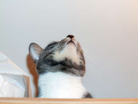 a young cat sits on a closet, in a roomの写真素材
