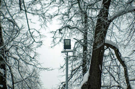trees in the snow on a cloudy day in the park