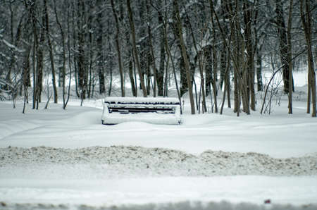 trees in the snow on a cloudy day in the parkの写真素材