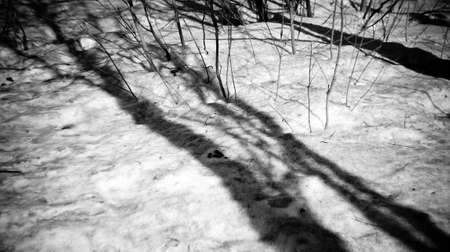bright winter day in the forest, black and white photoの写真素材