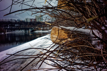 thick sawn branch on a tree, in winterの写真素材