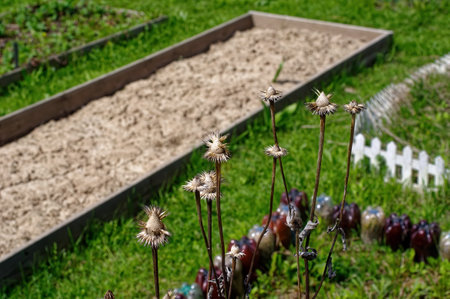 last year's flowers in the garden on the bed, in the springの写真素材