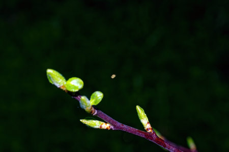 young leaves well rose bush, spring