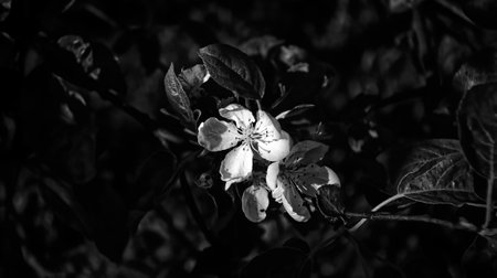 young leaves and flowers on a branch, black and white photographの写真素材