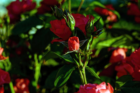 Tea rose flowers in the garden, in summer