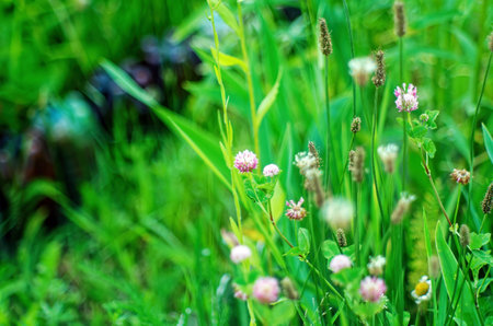 clover flowers in the garden, in summerの写真素材