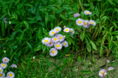 Chamomile in the garden in summer, close-up