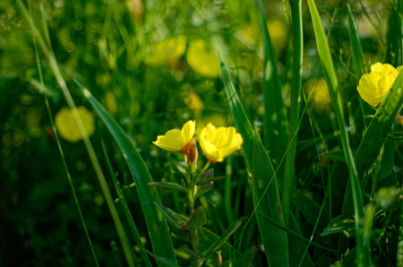 Small yellow flowers in the garden