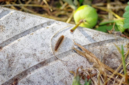 concrete tiles in the garden, in summer