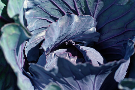red cabbage in the gardenの写真素材