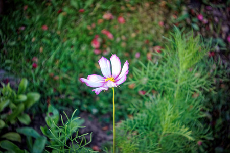 pale purple flowers in the garden, in summerの写真素材