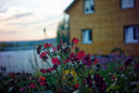 fading rose flowers on the bushes, in summerの写真素材
