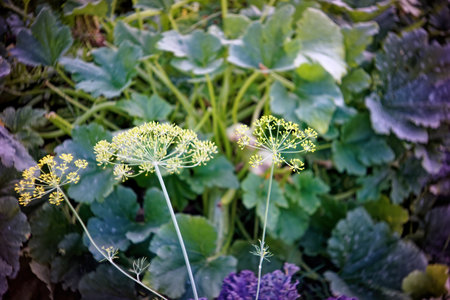 dill inflorescences in the garden, in summer