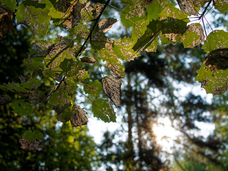 Last year's leaves hanging on a tree, in summerの写真素材