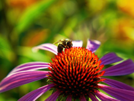 colorful flowers in the garden, in summerの写真素材