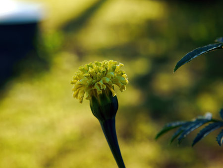 Yellow flowers in the garden, in summerの写真素材