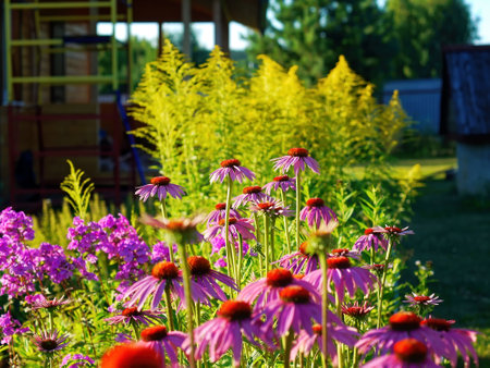 colorful flowers in the garden, in summerの写真素材