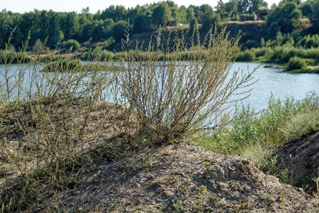 Forested river banks in summer, Russia