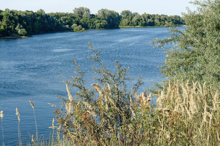 Forested river banks in summer, Russia