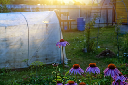 colorful flowers in the garden, in summerの写真素材