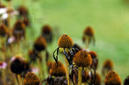 Flowers in the garden during autumn rain, cloudy dayの写真素材