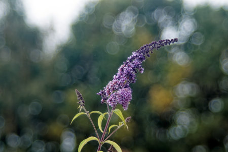 Flowers in the garden during autumn rain, cloudy dayの写真素材