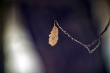 Last year's leaves on a branch, in winterの写真素材
