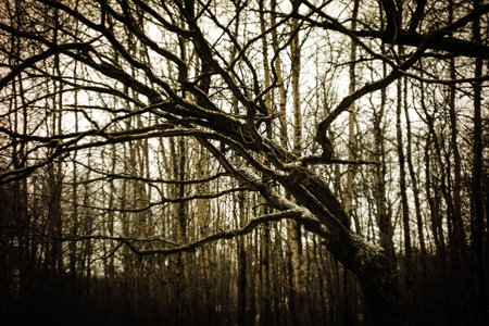 Winter forest in the park on a cloudy dayの写真素材