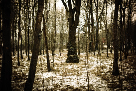 Winter forest in the park on a cloudy dayの写真素材