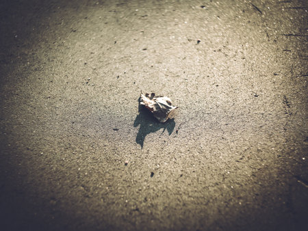 Last year's leaf from a tree lying on the pathの写真素材