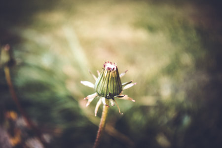 Dandelion on the road close-up, lomographyの写真素材