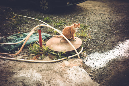 Ginger cat sitting on manhole in village, lomographyの写真素材
