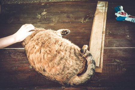 Fat stray cat in summer in the village, lomographyの写真素材