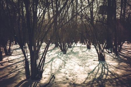 Clear winter day in the park, lomographyの写真素材