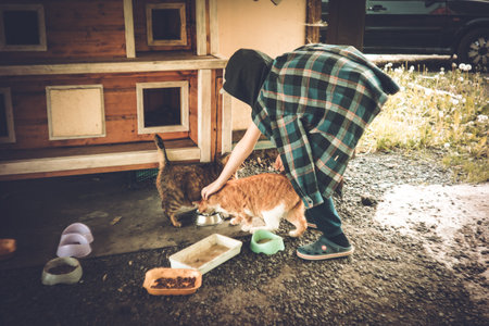 Stray cats eating from a bowl in the village, Lomographyの写真素材