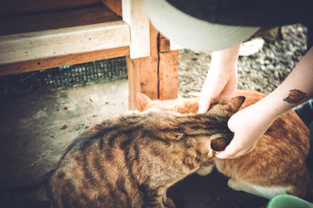 Stray cats eating from a bowl in the village, Lomographyの写真素材