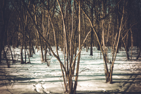 Clear winter day in the park, lomographyの写真素材