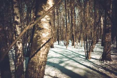 Clear winter day in the park, lomographyの写真素材