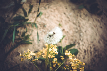 Dandelion on the road close-up, lomographyの写真素材