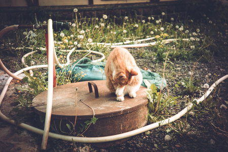 Ginger cat sitting on manhole in village, lomographyの写真素材