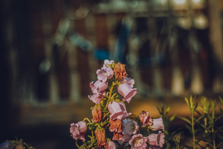 Fading flowers in early autumn, in the garden