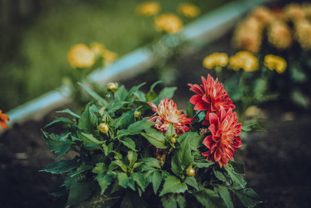 Fading flowers in early autumn, in the gardenの写真素材