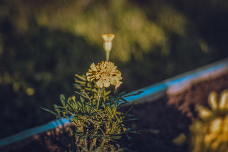 Fading flowers in early autumn, in the gardenの写真素材