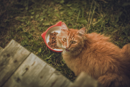 Red street cat came to eat, in the villageの写真素材