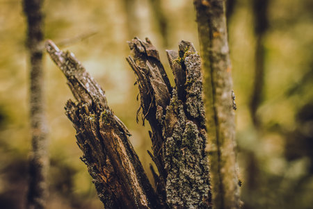 the remains of an old broken tree, in the forestの写真素材
